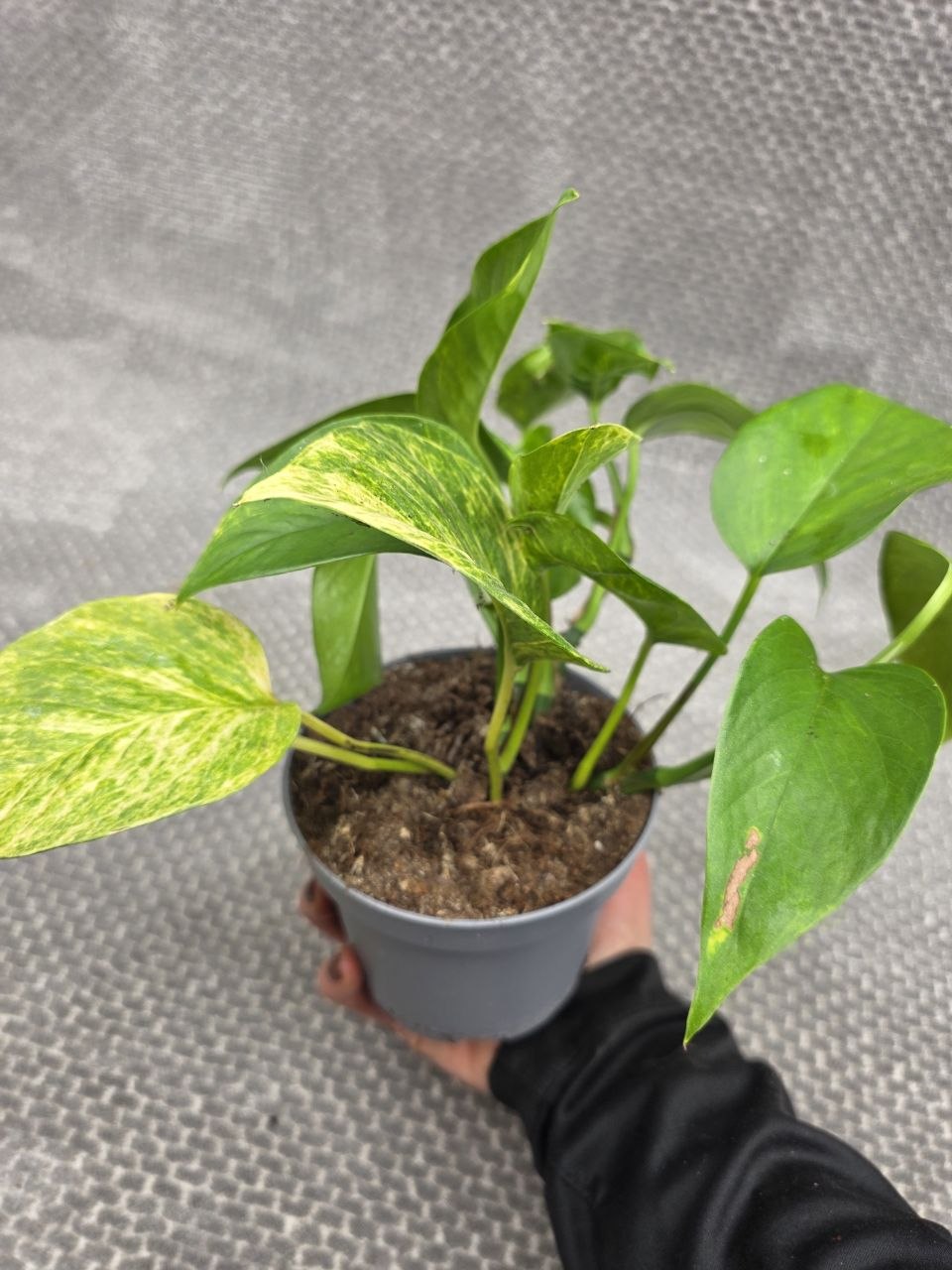 Epipremnum Pinnatum Neon queen