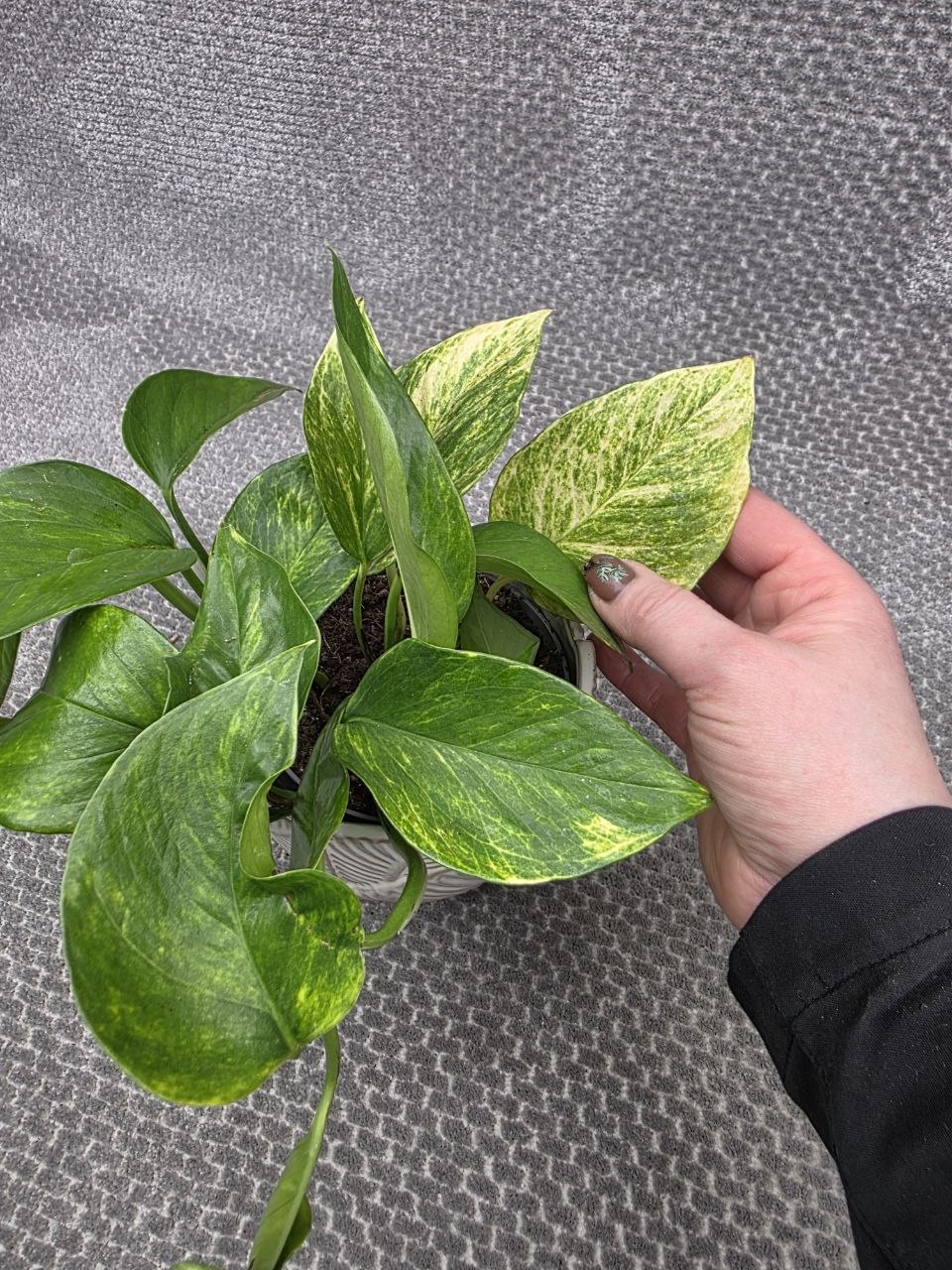 Epipremnum Pinnatum Neon queen