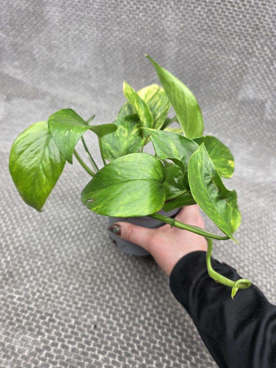 Epipremnum Pinnatum Neon queen