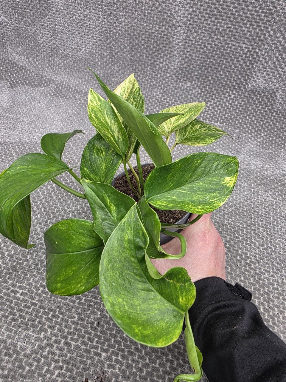 Epipremnum Pinnatum Neon queen