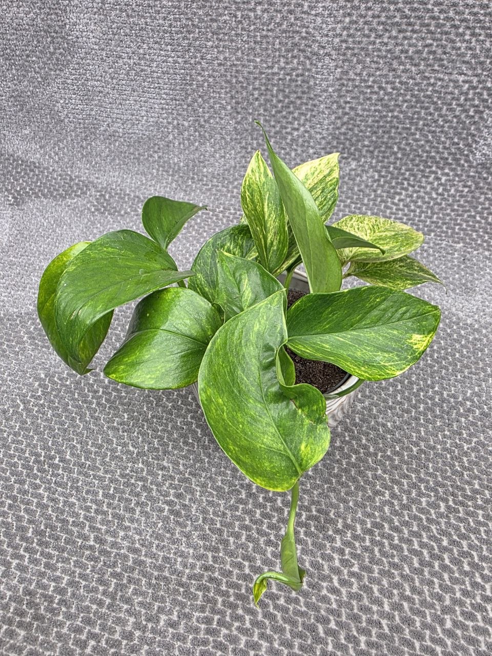 Epipremnum Pinnatum Neon queen