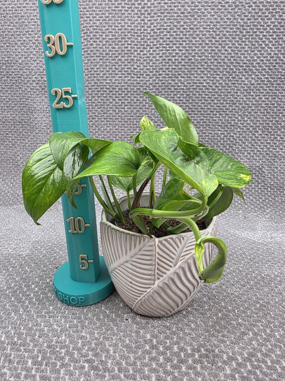 Epipremnum Pinnatum Neon queen