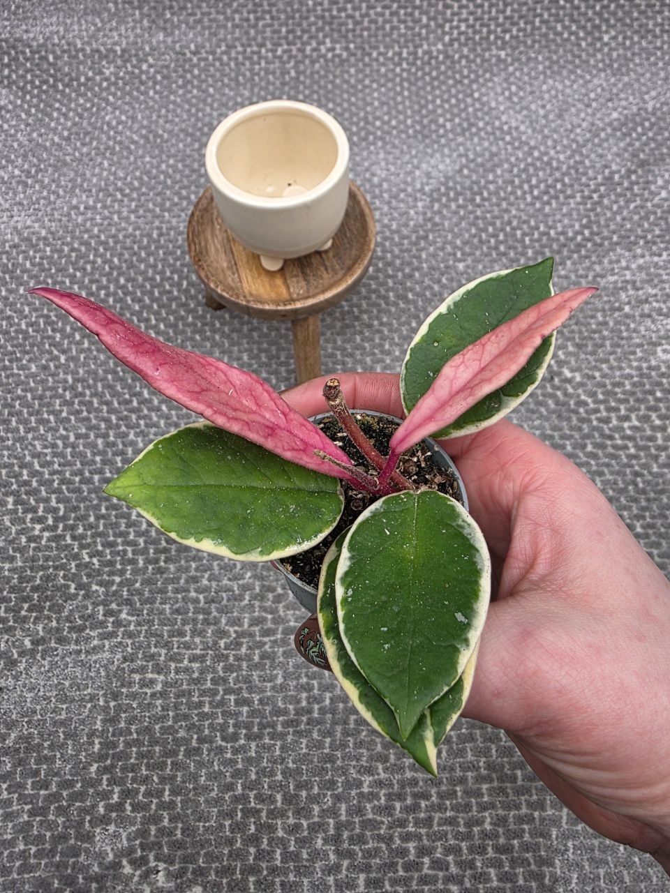 Hoya Flamingo Dream mini, nenáročná