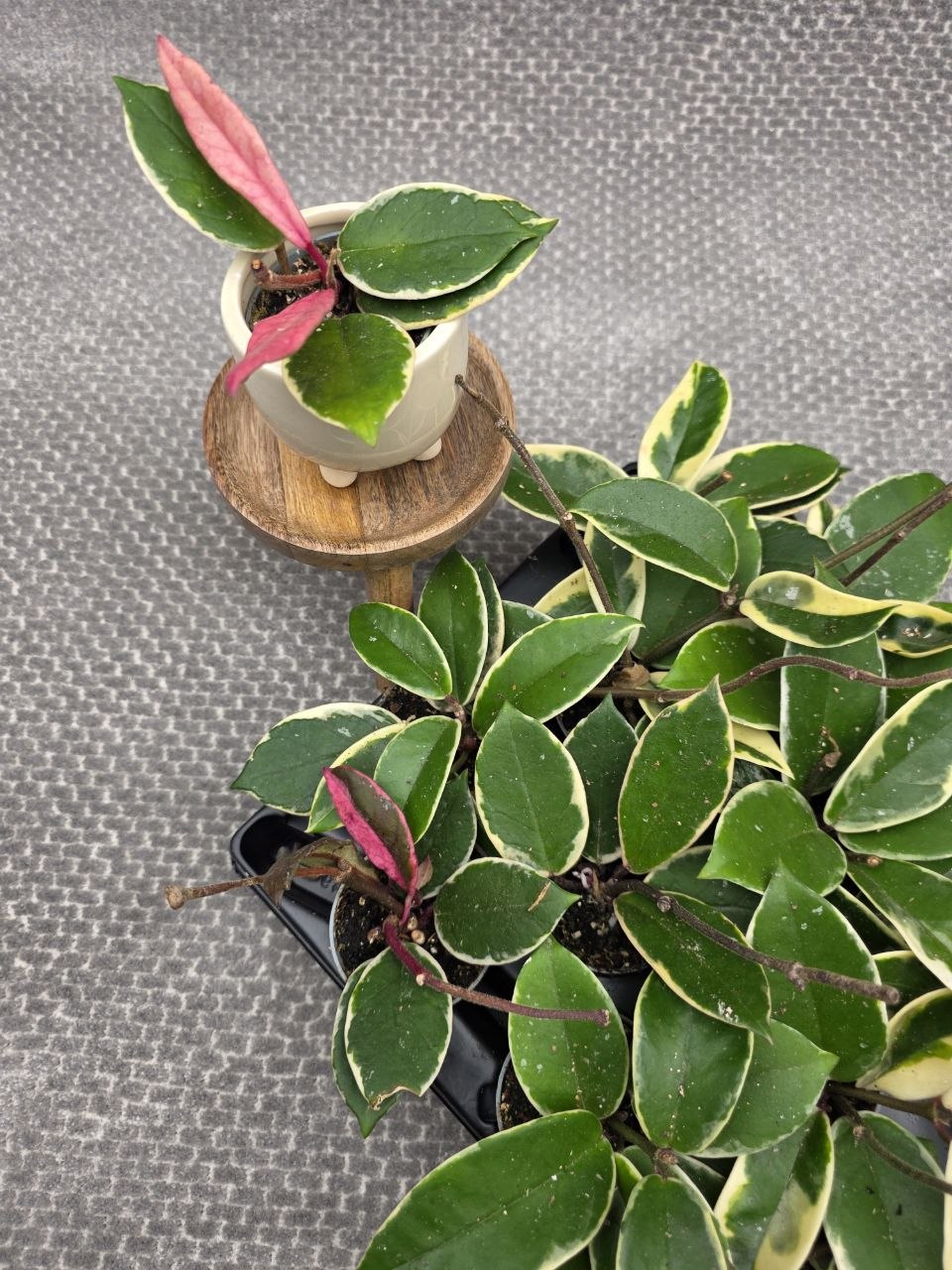Hoya Flamingo Dream mini, nenáročná