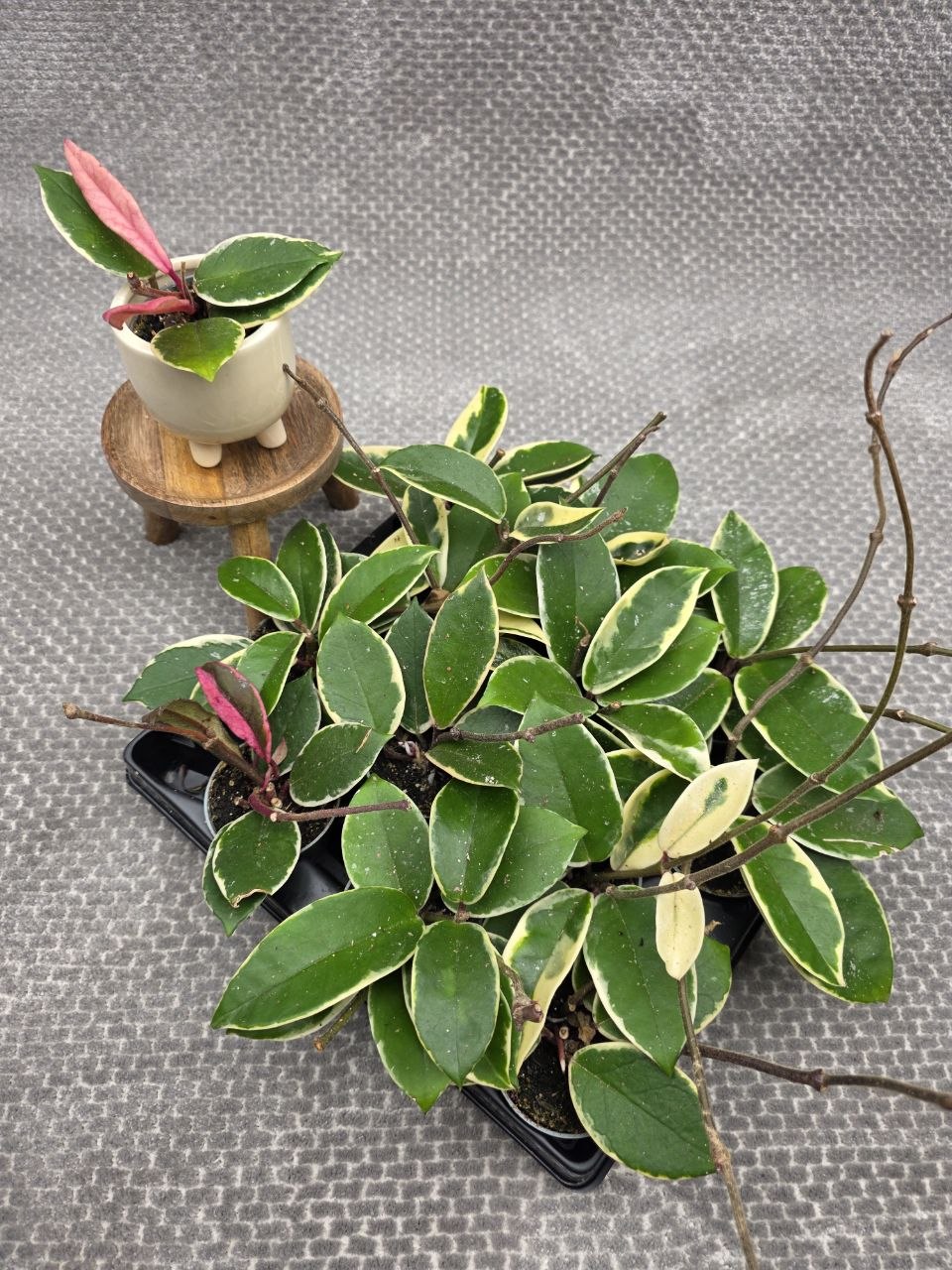 Hoya Flamingo Dream mini, nenáročná