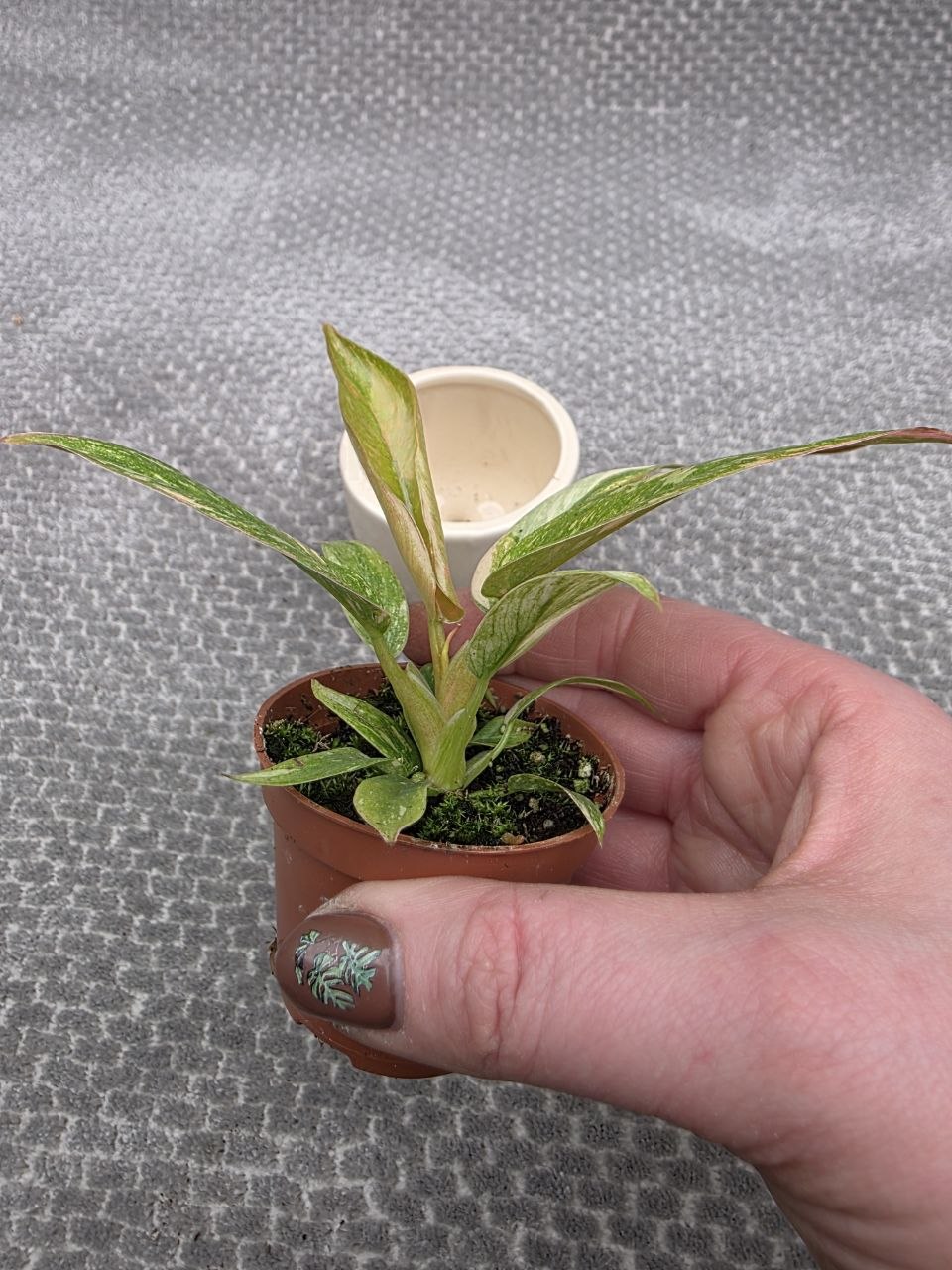 Philodendron Ring of Fire mini
