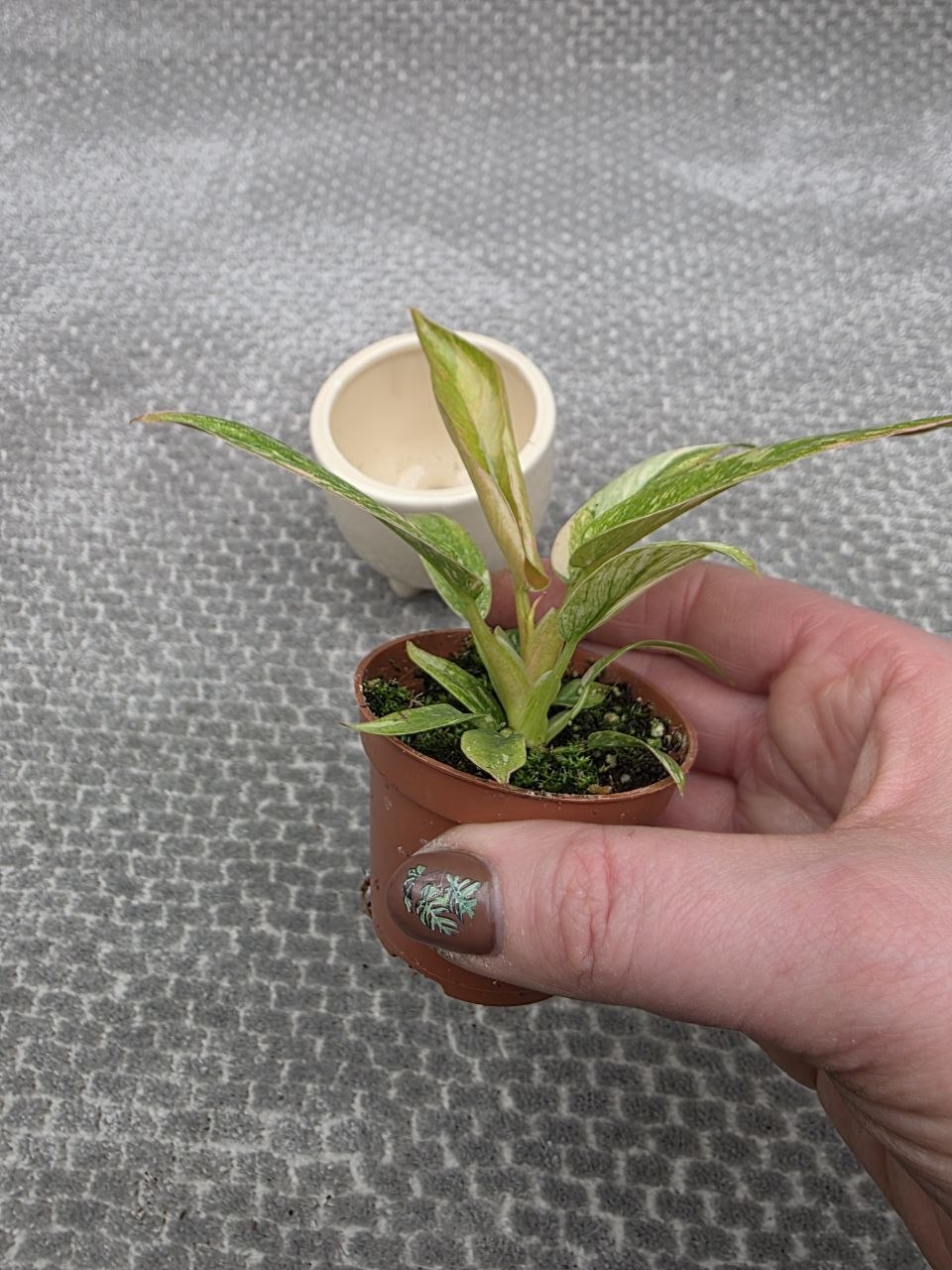 Philodendron Ring of Fire mini