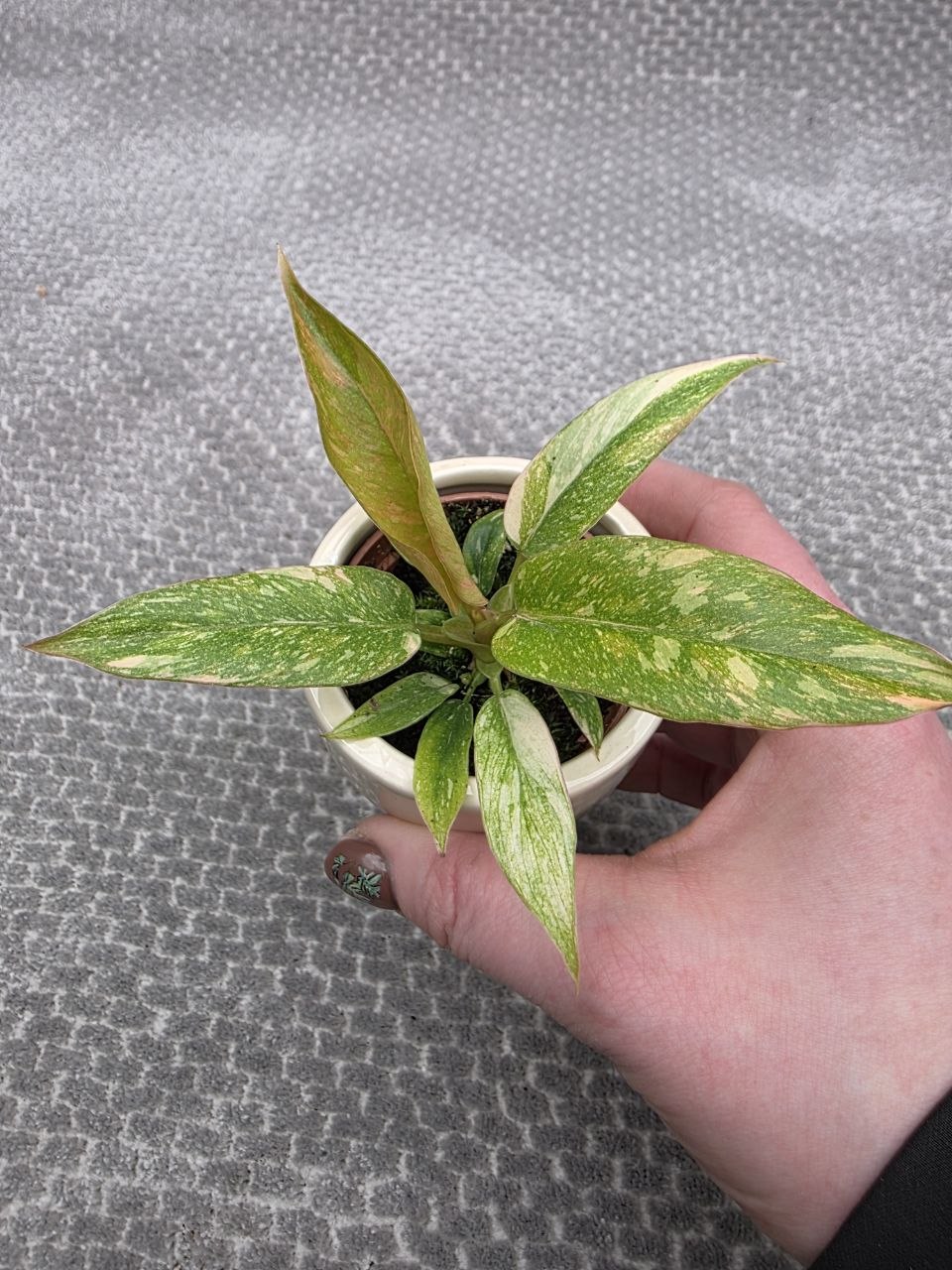 Philodendron Ring of Fire mini
