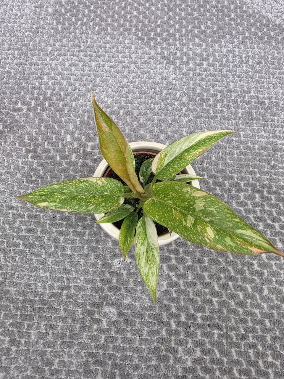 Philodendron Ring of Fire mini