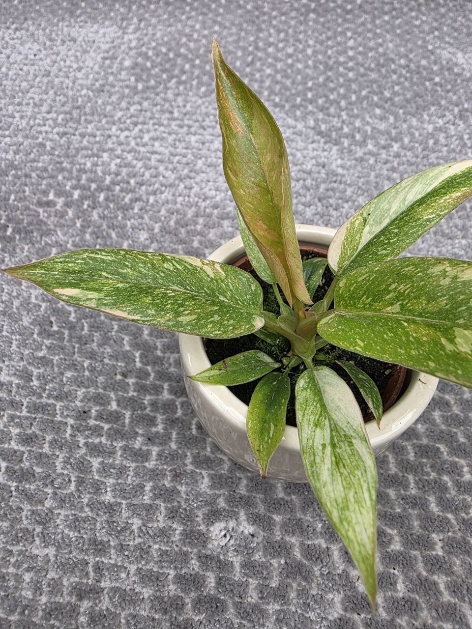 Philodendron Ring of Fire mini