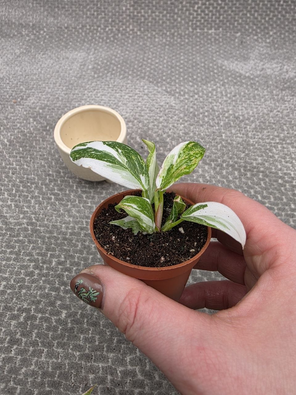 Philodendron White Princess mini