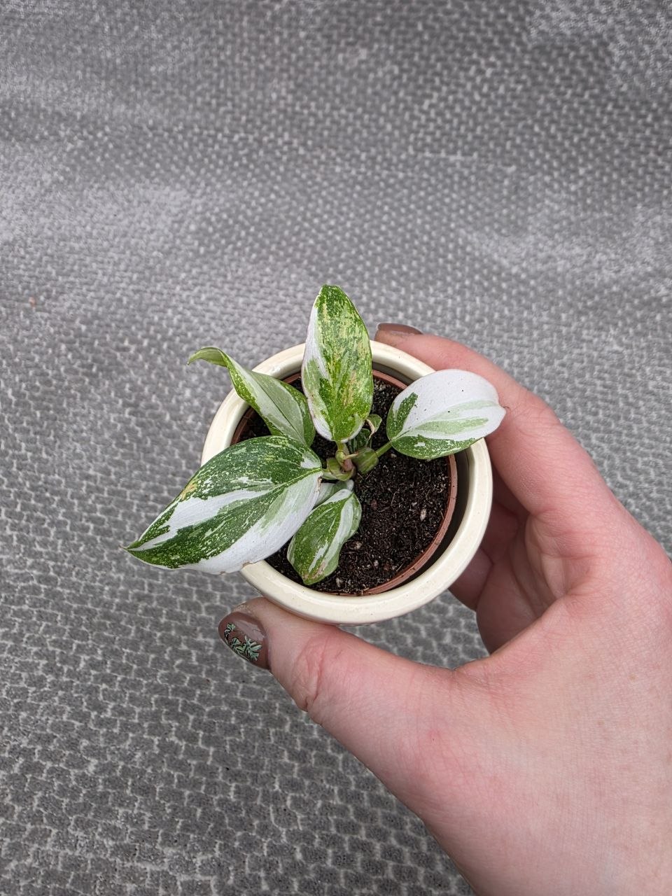 Philodendron White Princess mini