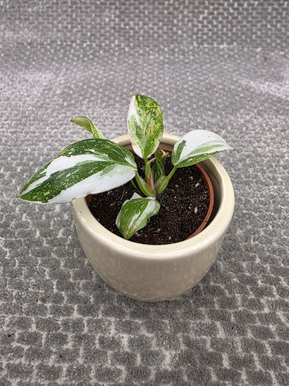 Philodendron White Princess mini