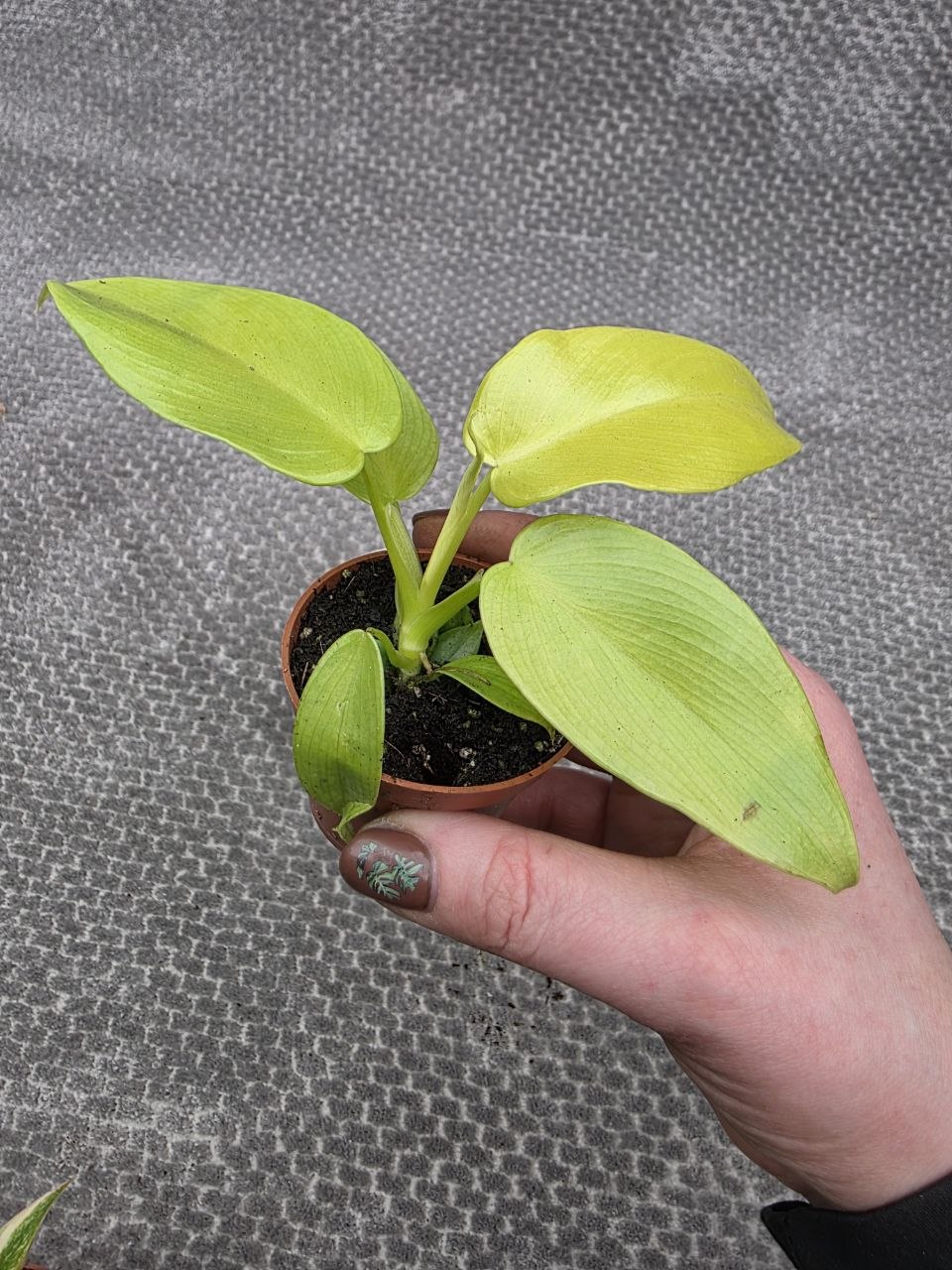 Philodendron lemon lime mini