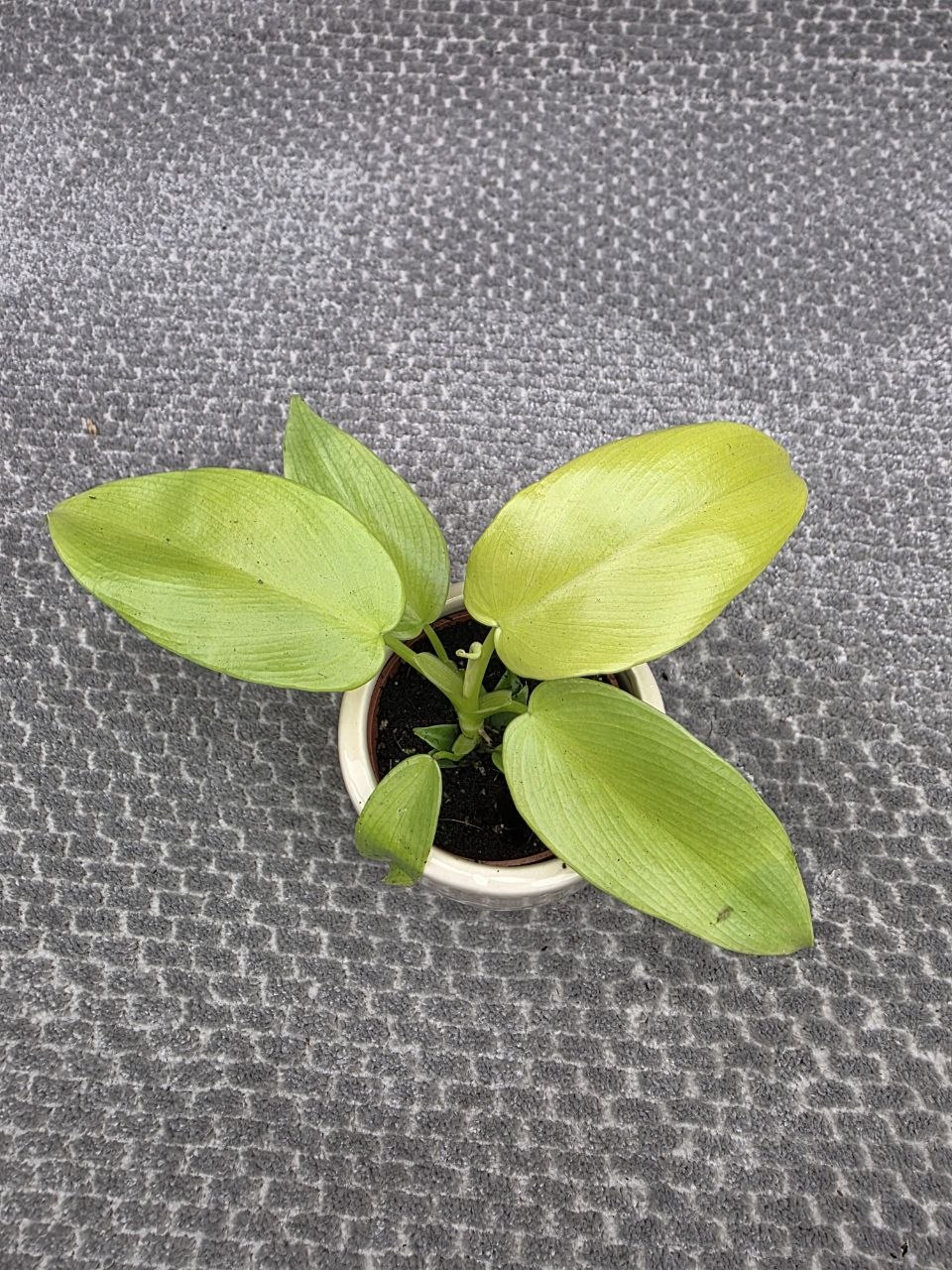 Philodendron lemon lime mini