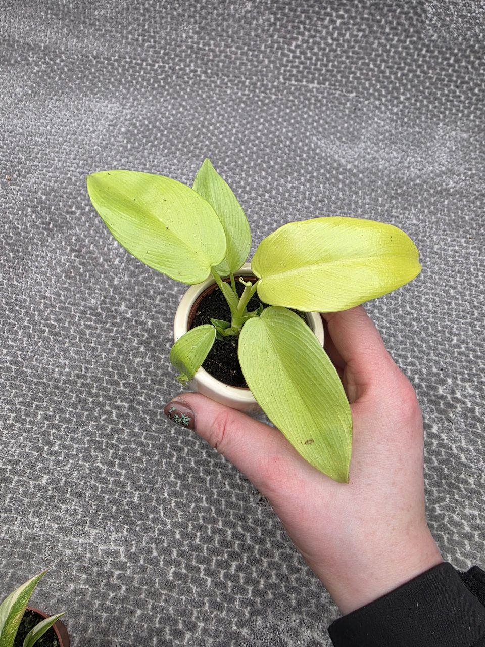 Philodendron lemon lime mini