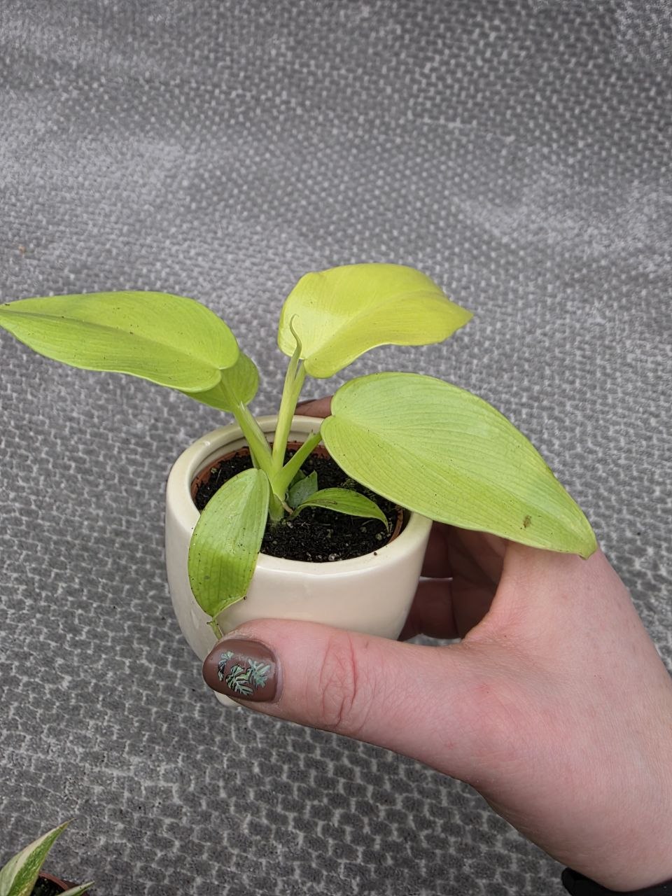 Philodendron lemon lime mini