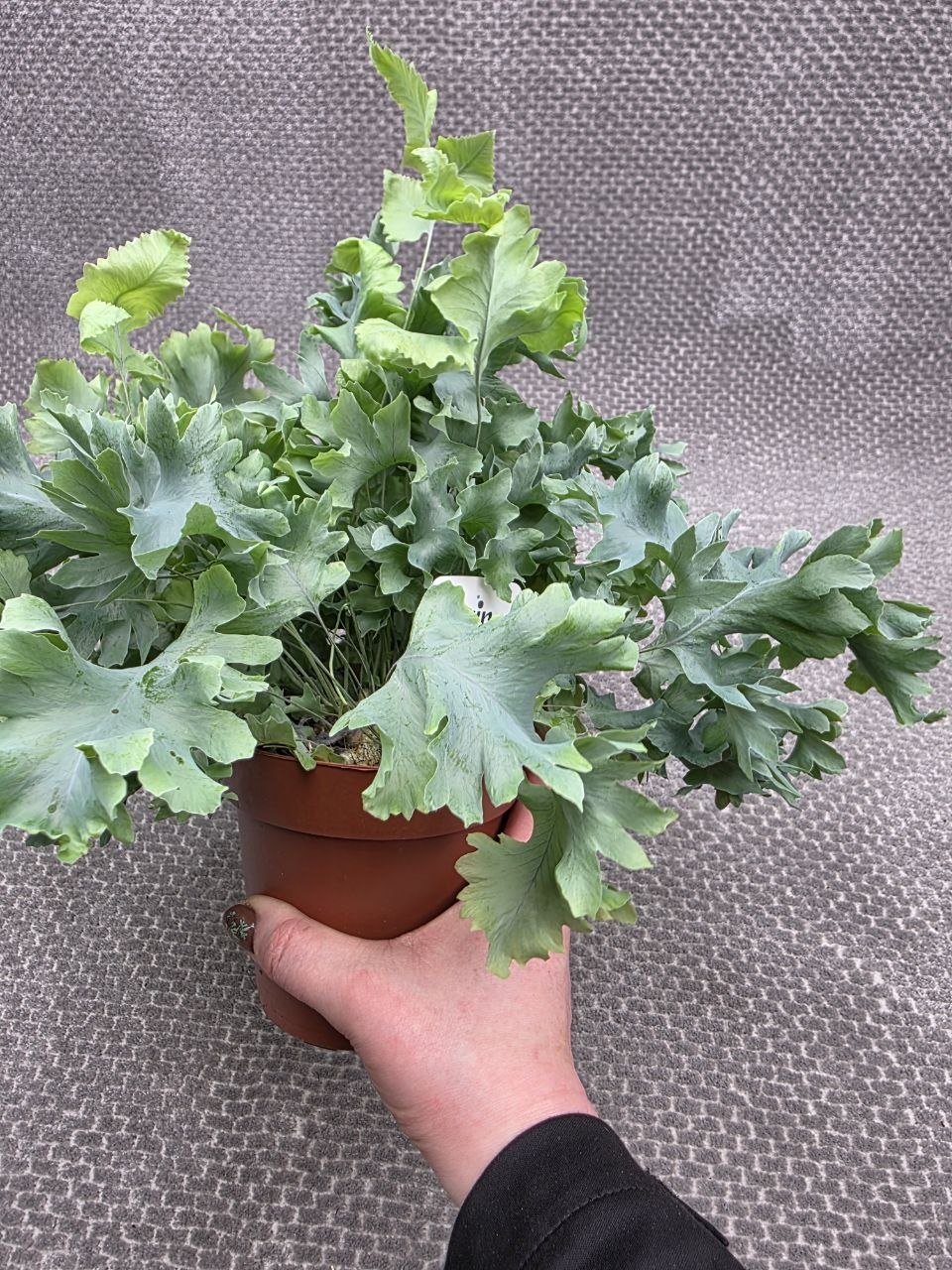 Phlebodium Davana