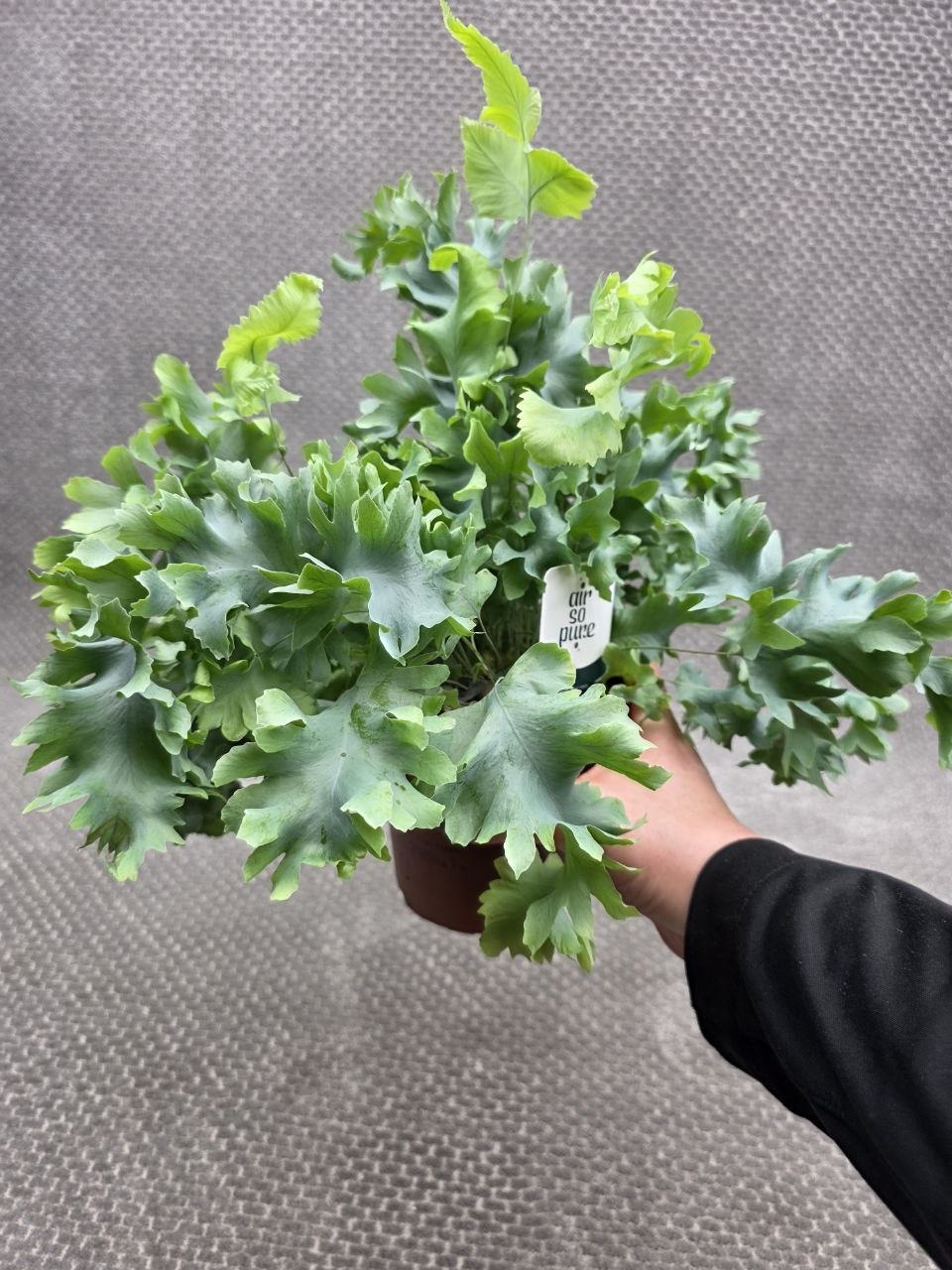 Phlebodium Davana