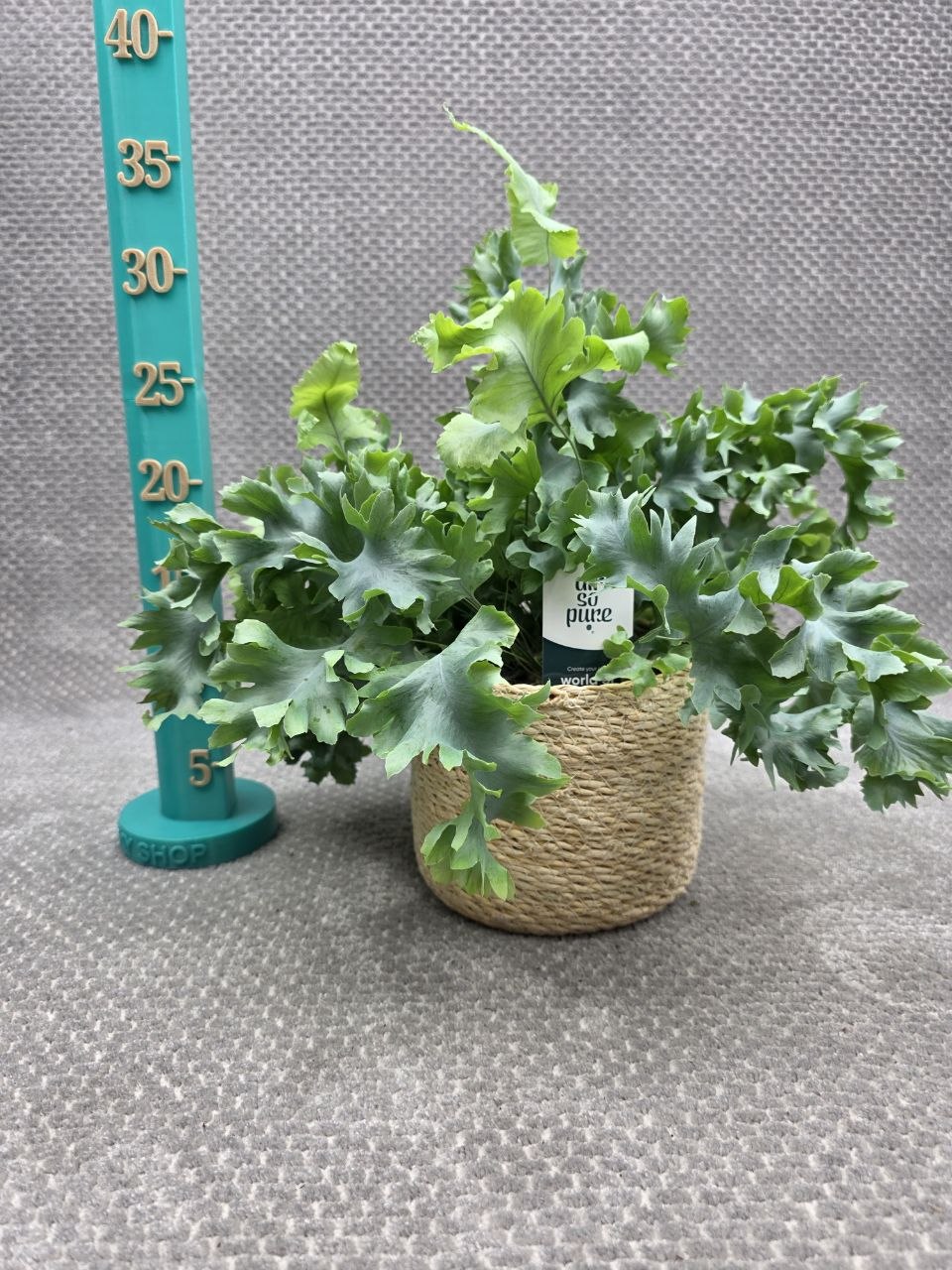 Phlebodium Davana
