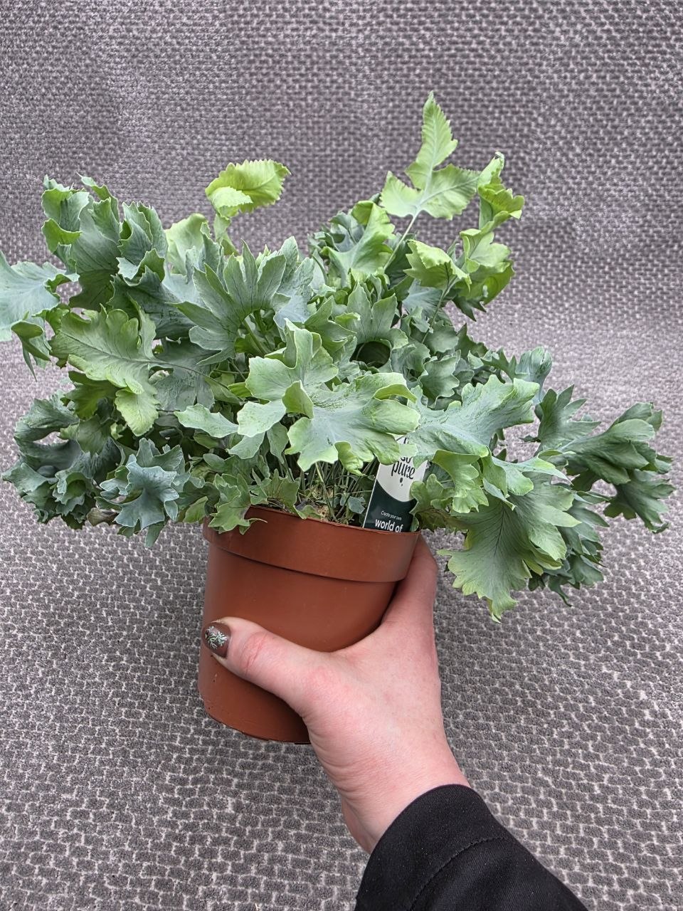 Phlebodium Davana