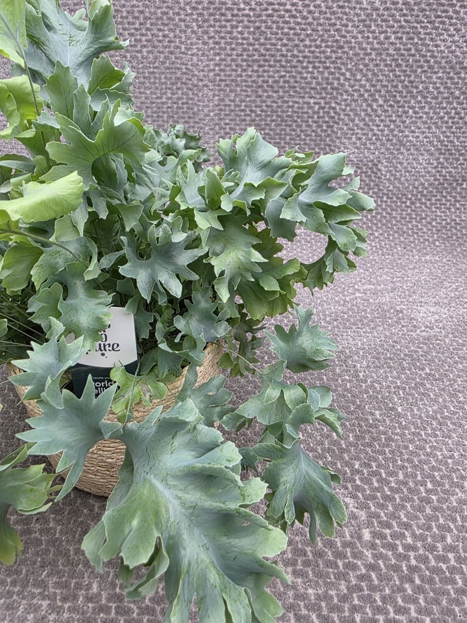 Phlebodium Davana