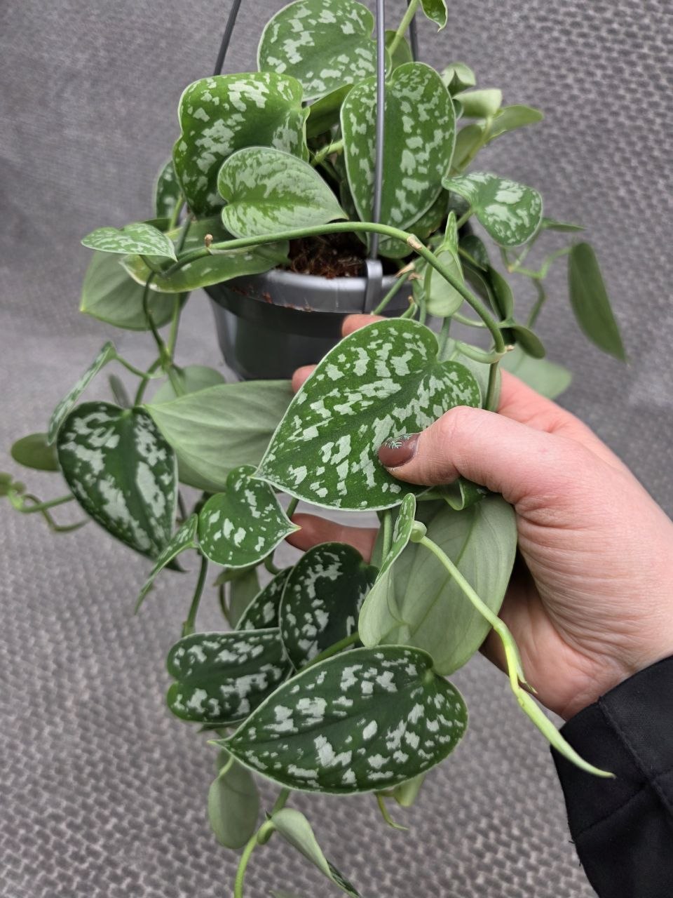 Scindapsus Pictus 'Argyraeus' závěs menší