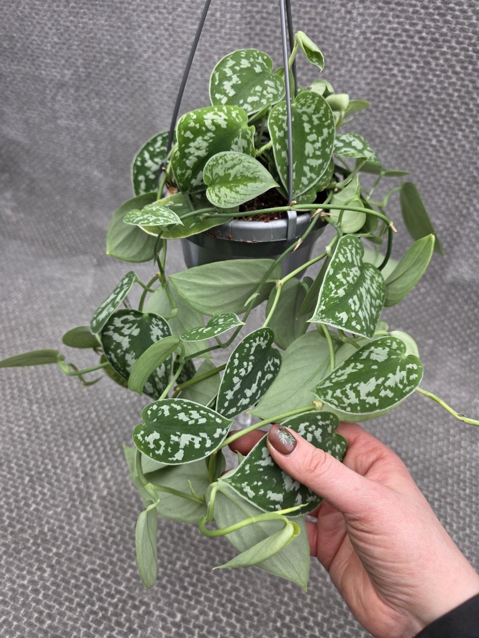 Scindapsus Pictus 'Argyraeus' závěs menší
