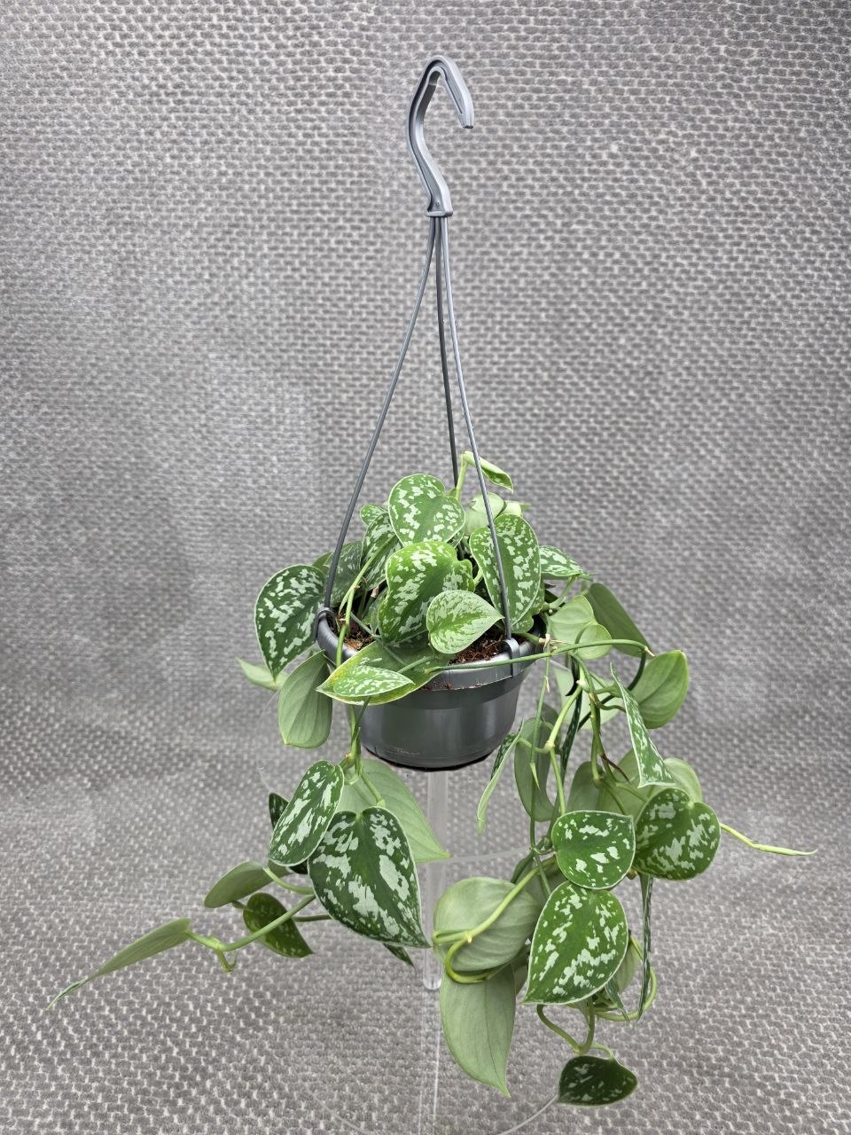 Scindapsus Pictus 'Argyraeus' závěs menší