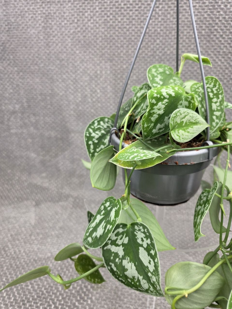 Scindapsus Pictus 'Argyraeus' závěs menší