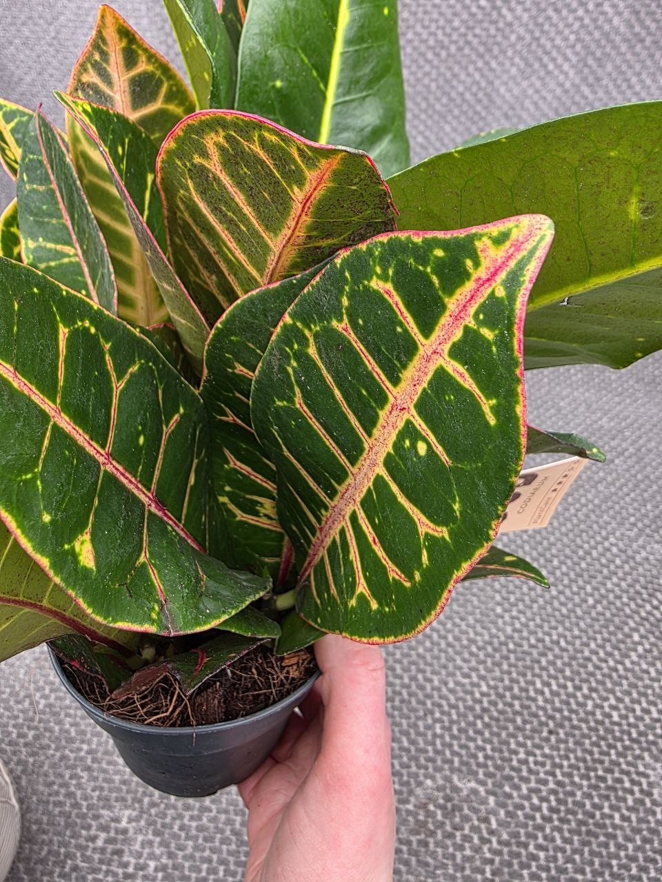 Codiaeum Petra