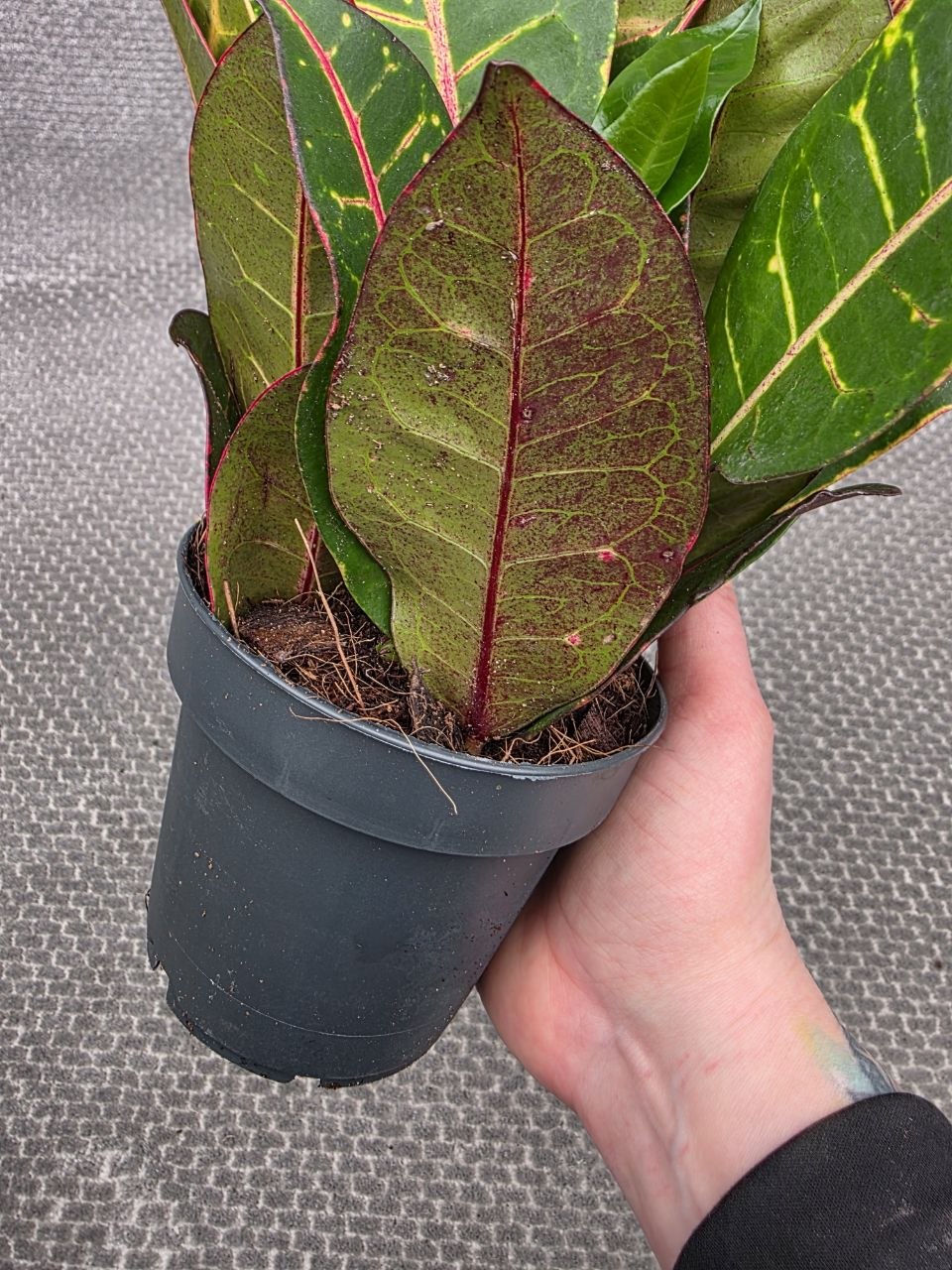 Codiaeum Petra