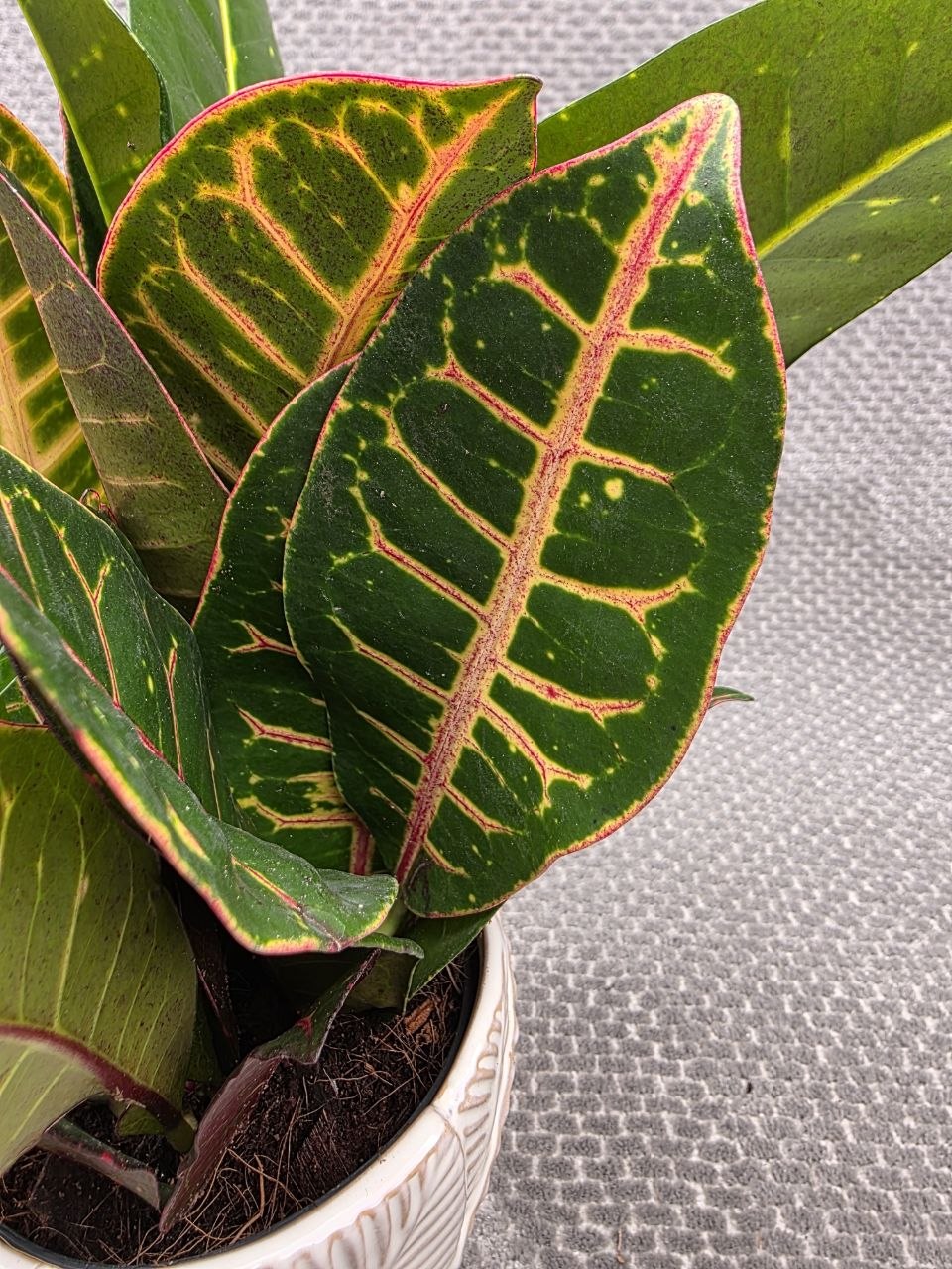 Codiaeum Petra