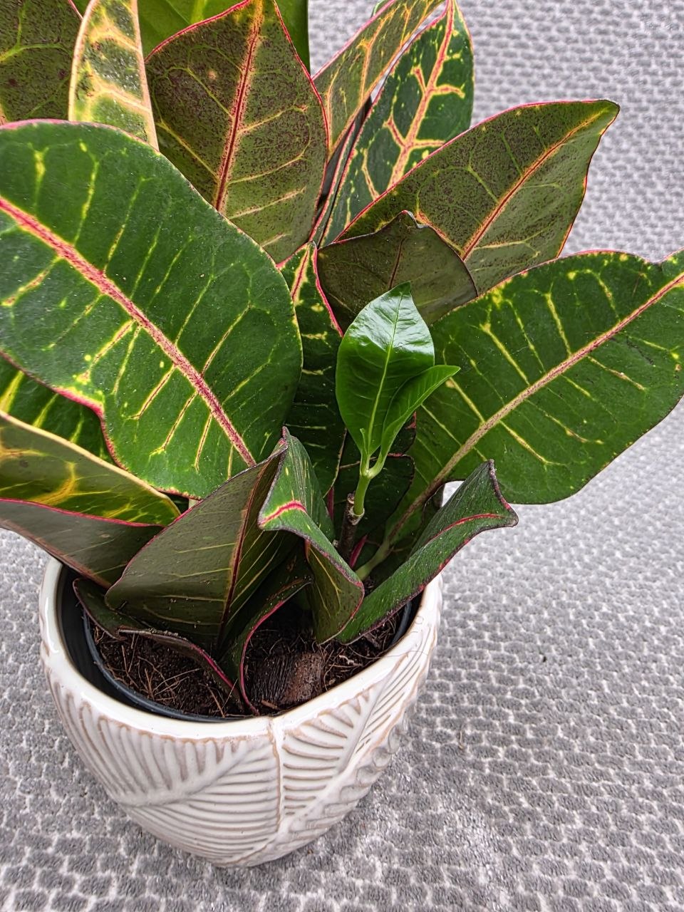Codiaeum Petra