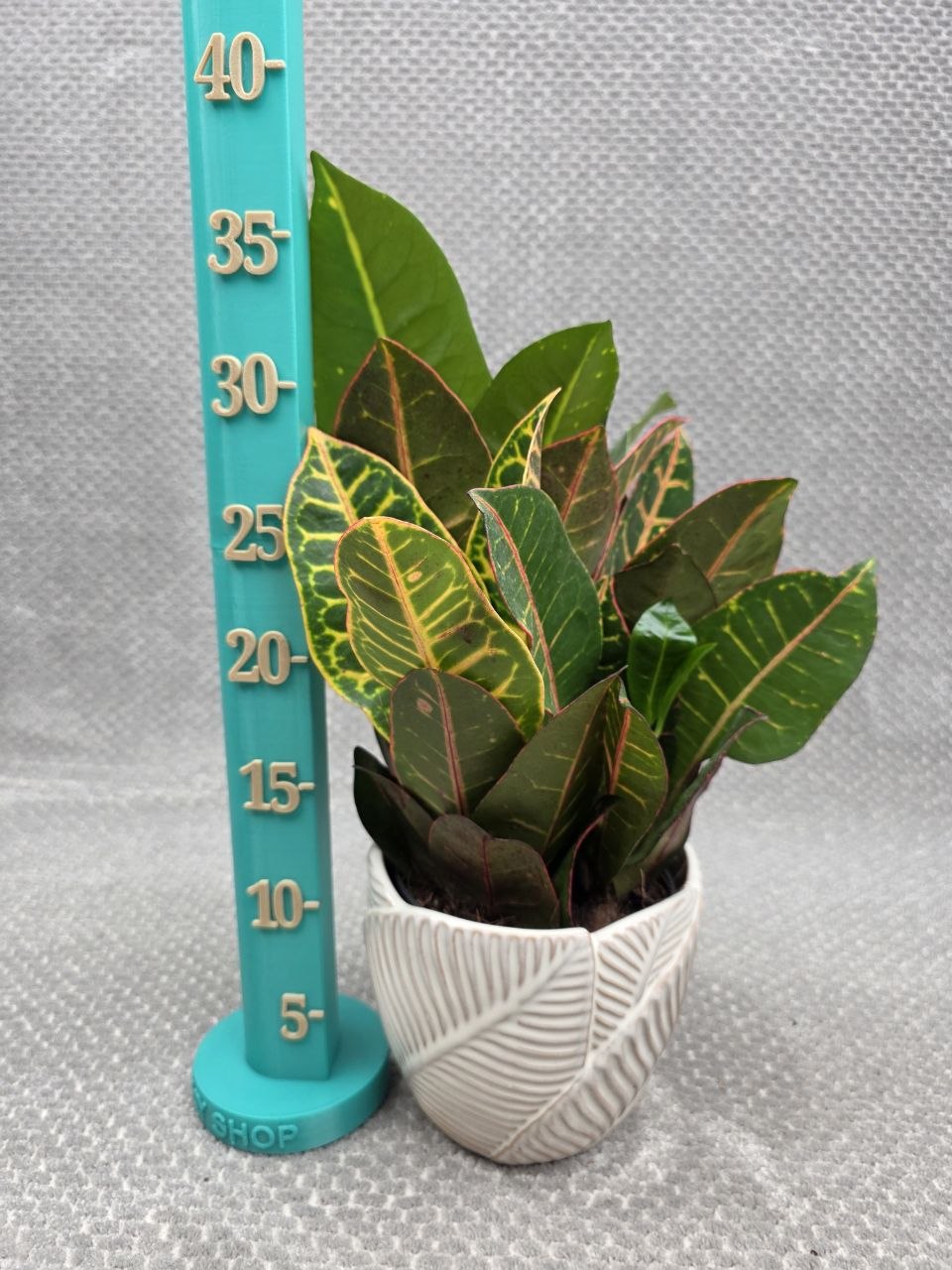 Codiaeum Petra