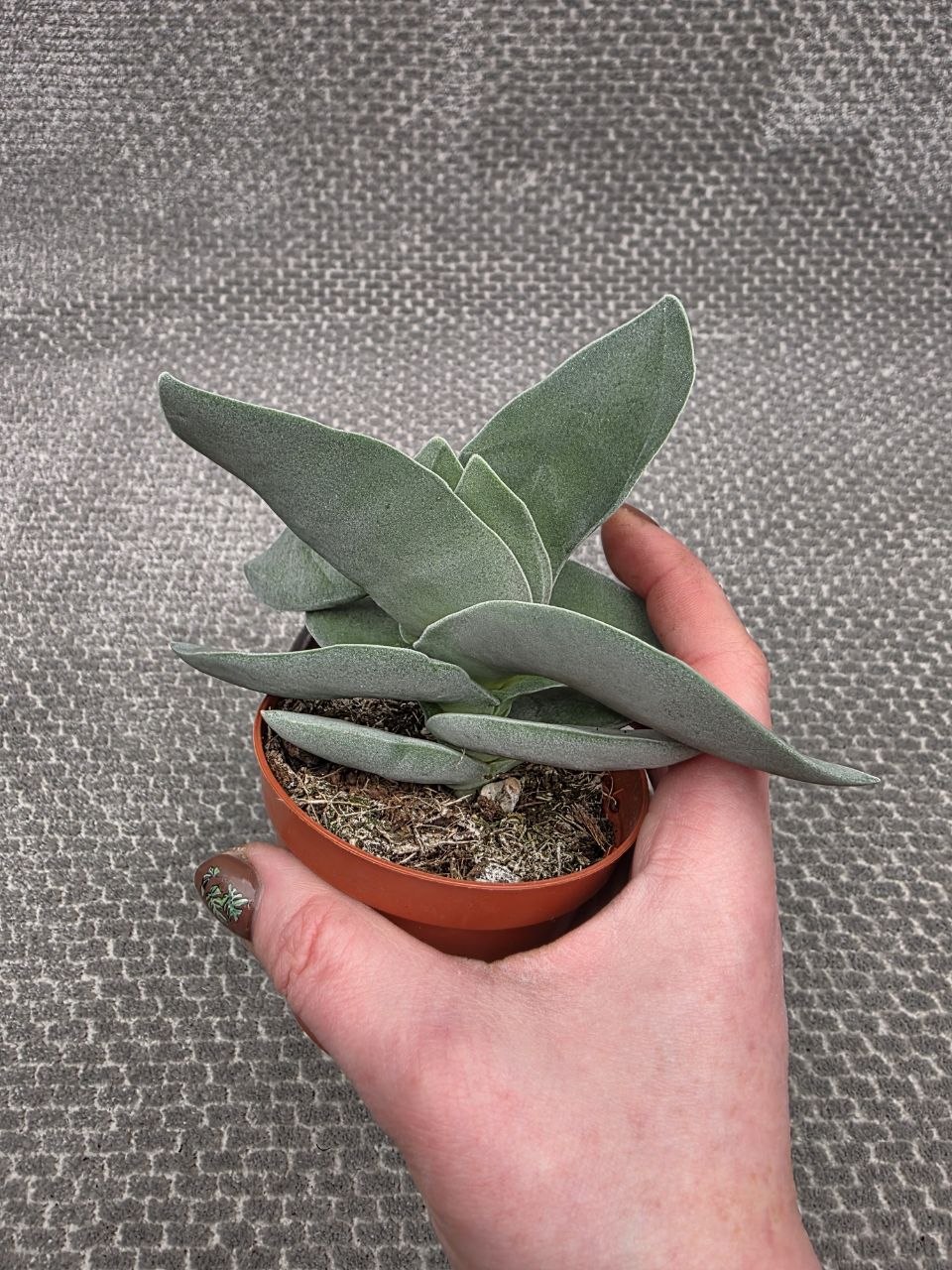 Crassula  Boomerang