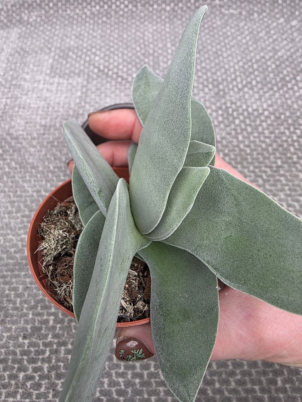 Crassula  Boomerang