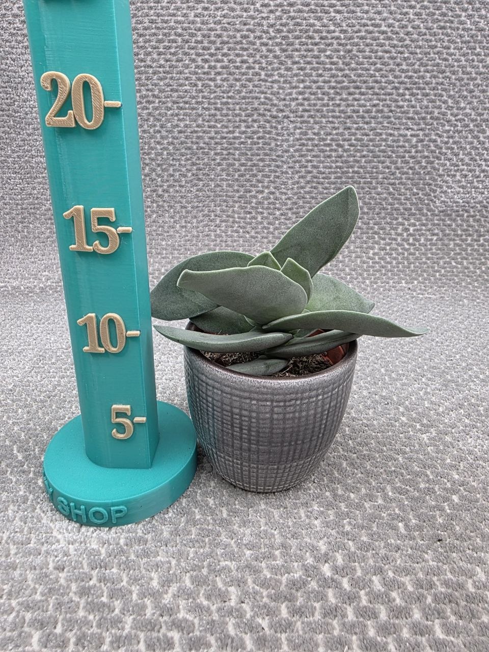 Crassula  Boomerang