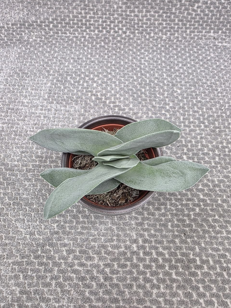 Crassula  Boomerang