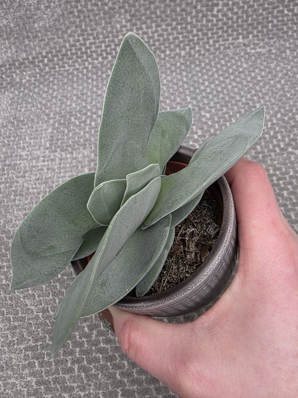 Crassula  Boomerang