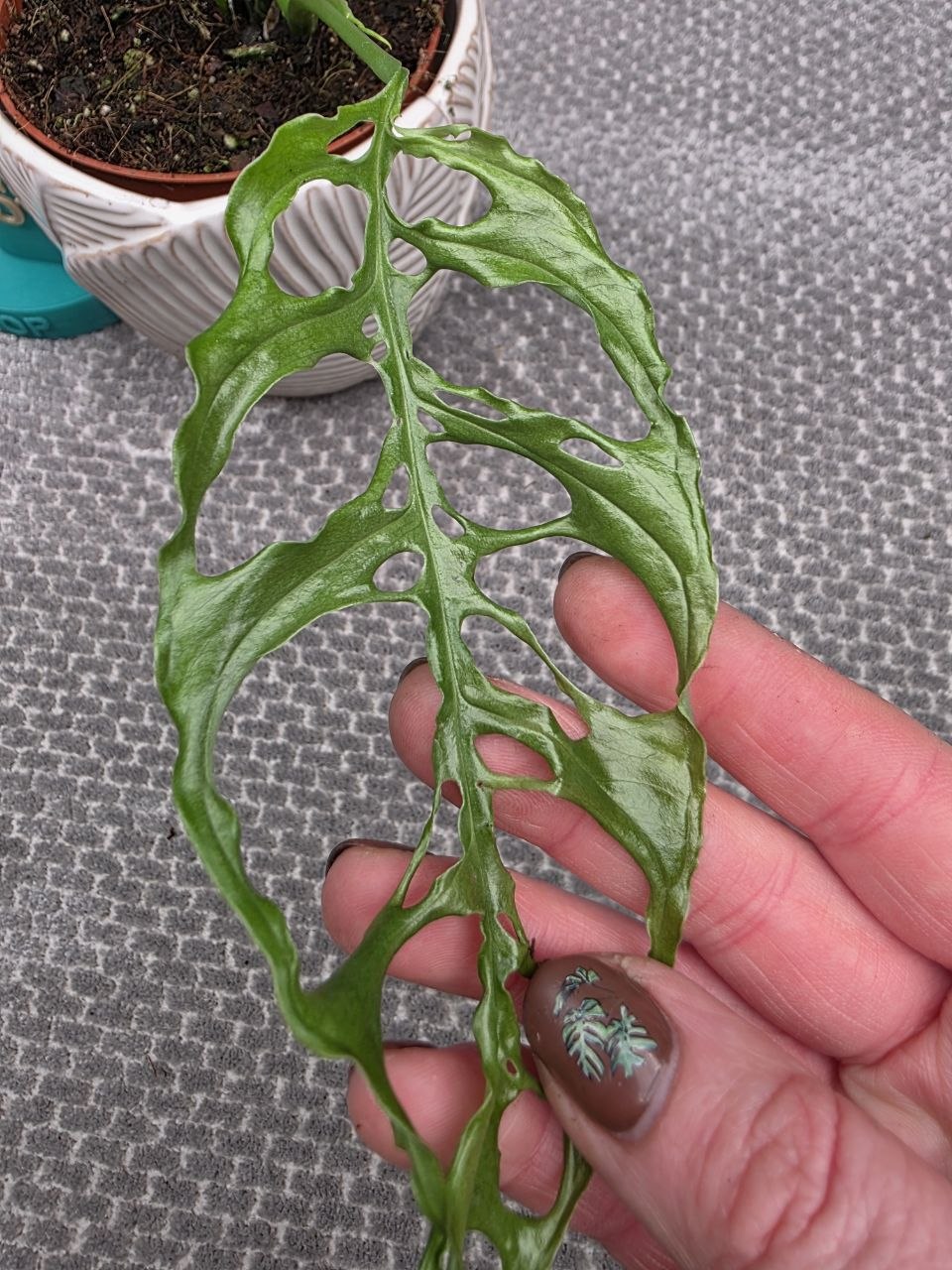 Monstera Obliqua Peru