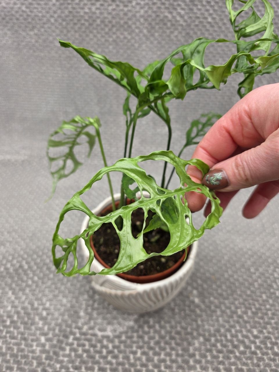Monstera Obliqua Peru