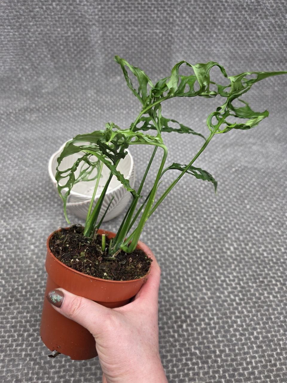 Monstera Obliqua Peru