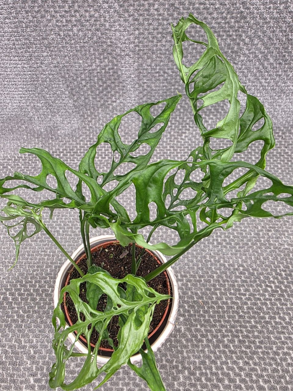 Monstera Obliqua Peru