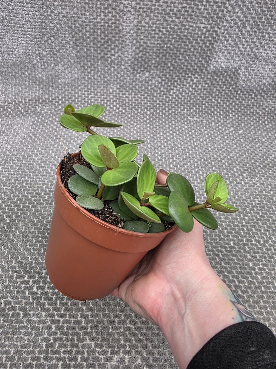 Peperomia Tetraphylla Hope 12 cm