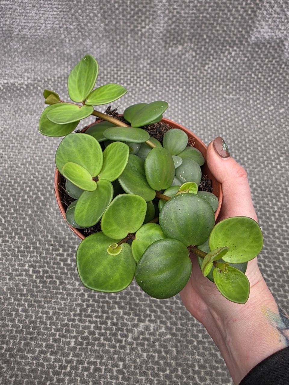 Peperomia Tetraphylla Hope 12 cm