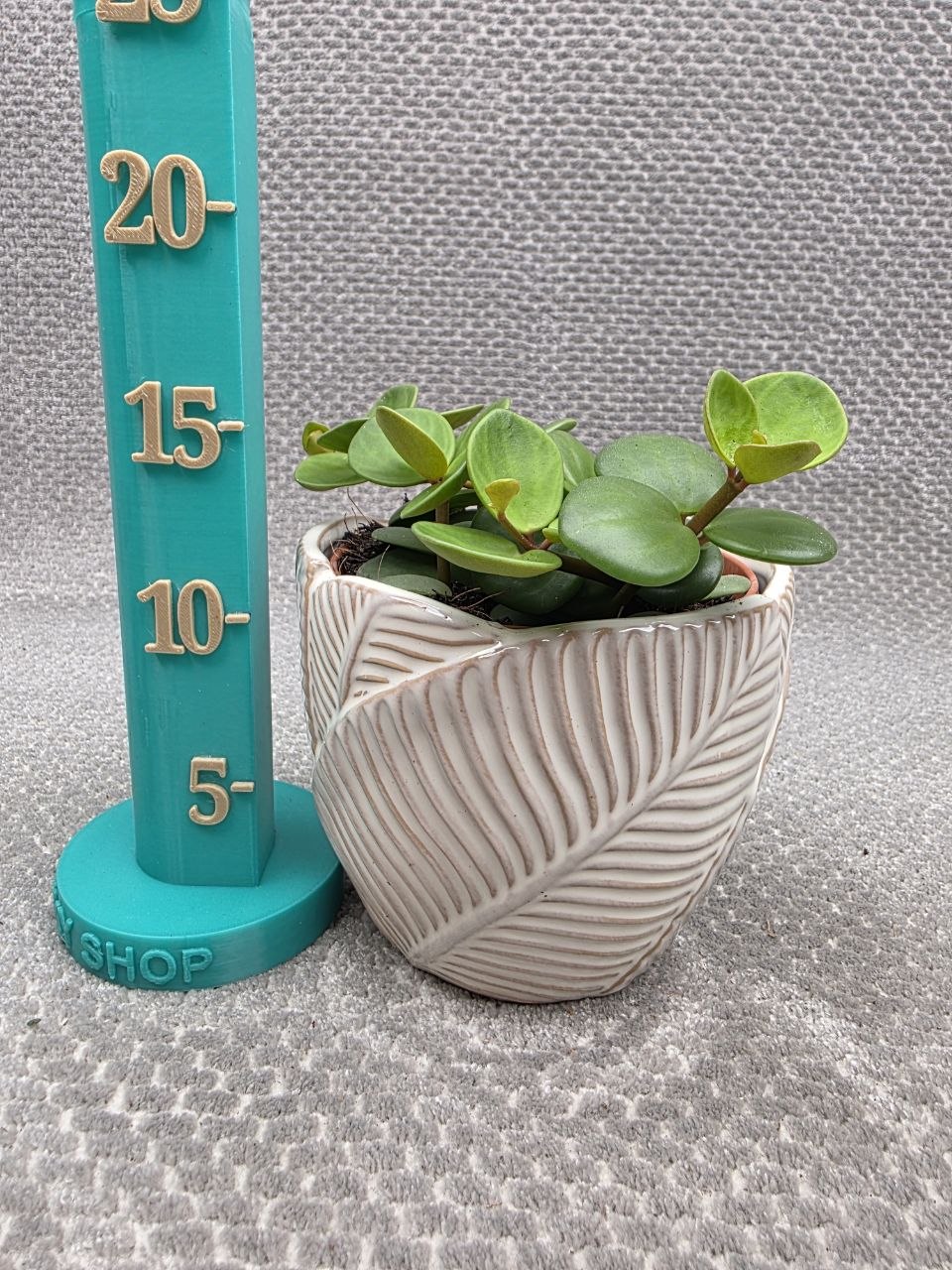 Peperomia Tetraphylla Hope 12 cm