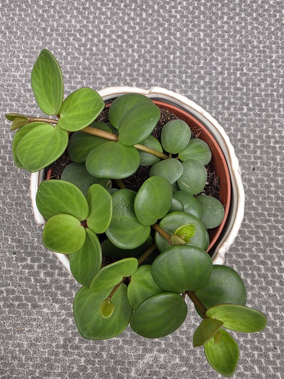 Peperomia Tetraphylla Hope 12 cm