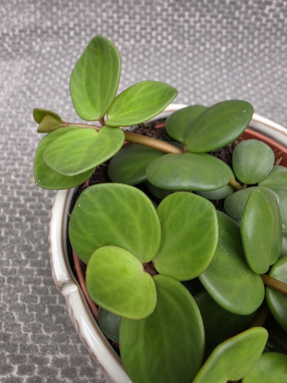 Peperomia Tetraphylla Hope 12 cm