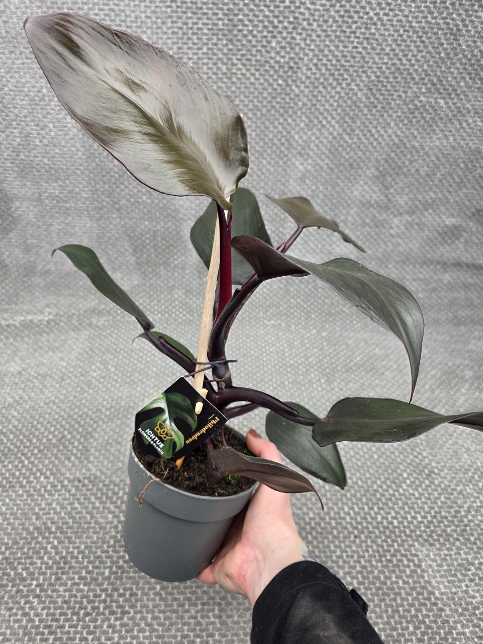 Philodendron Red